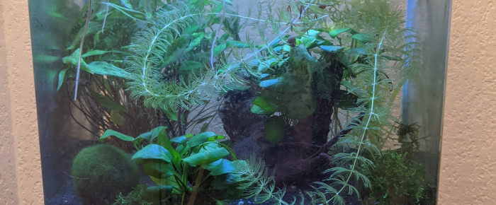 aquarium Kaos , de Eosss