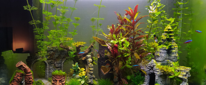 aquarium Aquarium 80L , de louise-chappuy