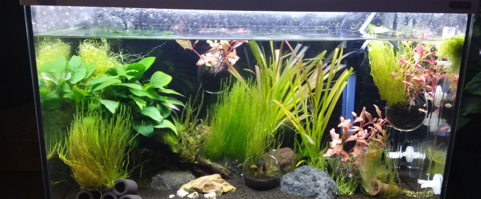 aquarium 60l Crs , de Elodee.42