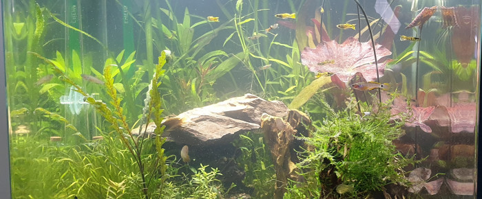 aquarium Bonsai , de ManuM