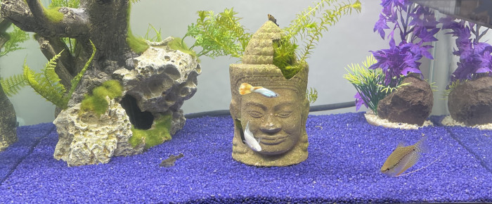 aquarium Ciano , de Guppy2b