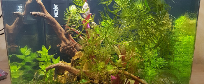 aquarium Nano cube Dennerle , de Aurelyyy86