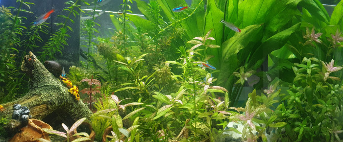 aquarium Salon , de AlexandreV