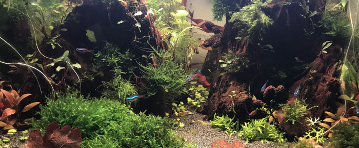 aquarium Mon 80L , de Nastiuchka