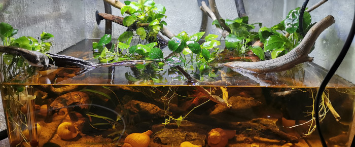 aquarium Brackish water 55L , de symboule