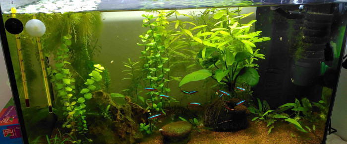 aquarium Start 55 , de LEric