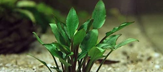 aquarium Projet plantes rares low tech , de Stef7524