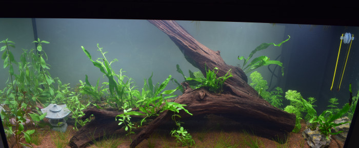 aquarium Premier aquarium 100L biotope asiatique , de Loutresama