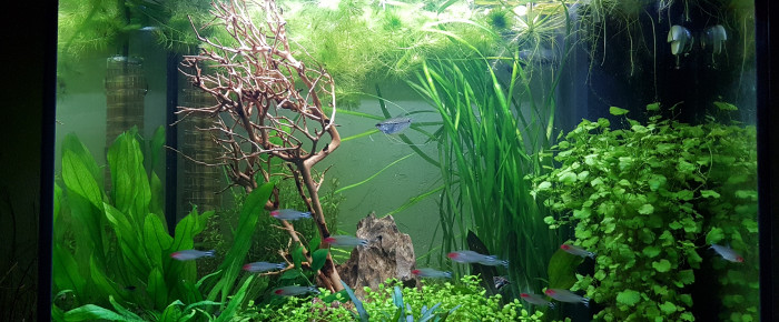 aquarium 120 L lido , de Aurelyyy86