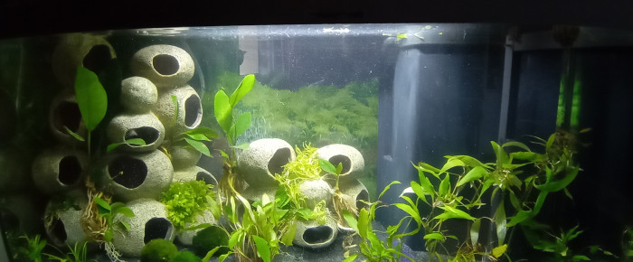 aquarium Anna , de Enkille42