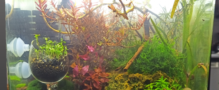 aquarium Green and Gold , de LilithLisa