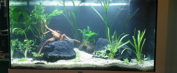 aquarium 125 L , de Cicam83