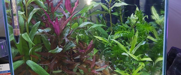 aquarium Mon aquarium , de Rayane