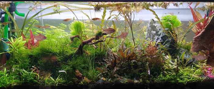 aquarium Au bonheur des crevettes , de ManuM