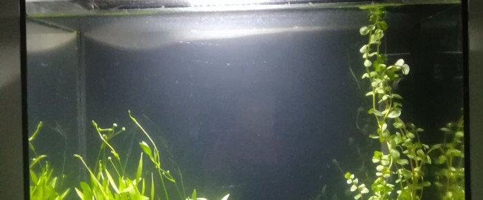 aquarium 20L beta , de cboro