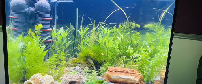 aquarium Eheim Vivaline 150L , de Kracter56