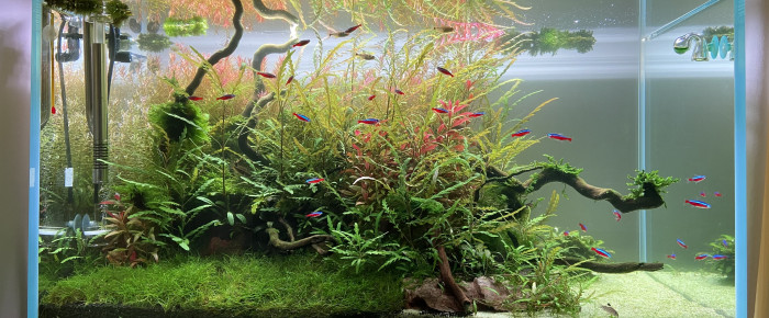 aquarium Optiwhite-250L , de pierre-candela