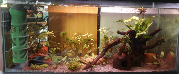 aquarium Axolotl , de Corsica35