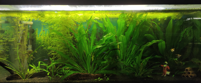 aquarium Communautaire 240L , de Blitz