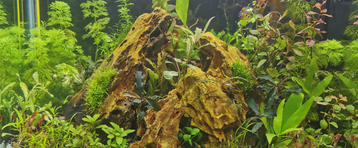aquarium 20l pour un bain avec soil et plantes sans co2 , de AntheaAndKo