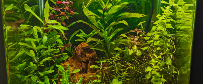 aquarium 10l anatome helena , de Kaeris