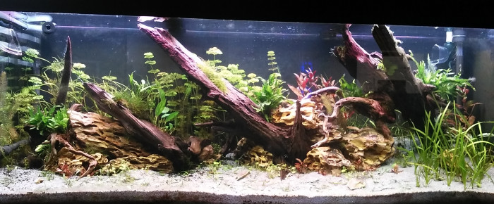 aquarium juwel rio 400 mixte scap-planté , de sylvanere