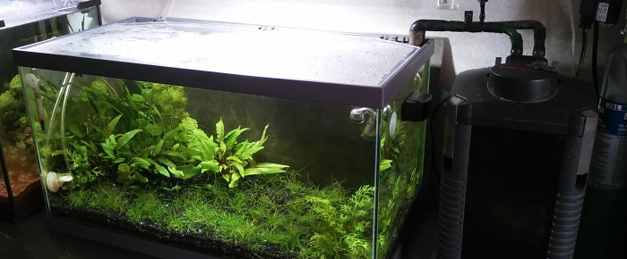 aquarium 55L la plaine , de sylvanere