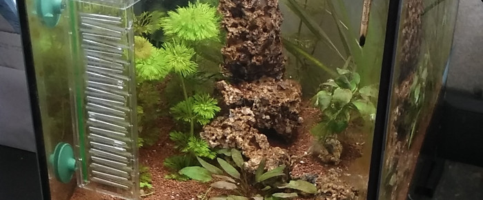 aquarium cube 30L , de sylvanere