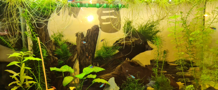 aquarium 120L , de Manael