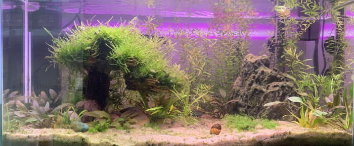 aquarium Premier aquarium 60L , de Hathorml