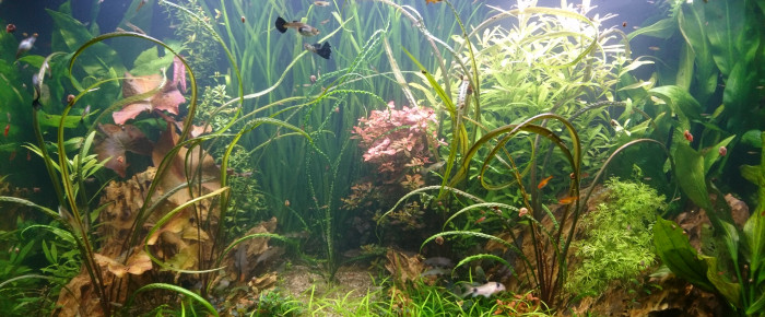 aquarium R lyeh , de MoaMystik