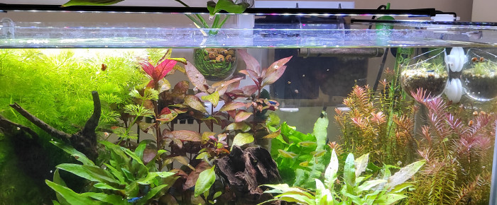 aquarium 54 litres , de Mouich