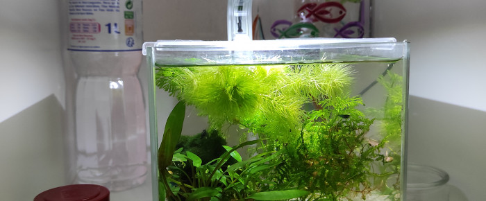 aquarium Pico 2 litres , de Mouich
