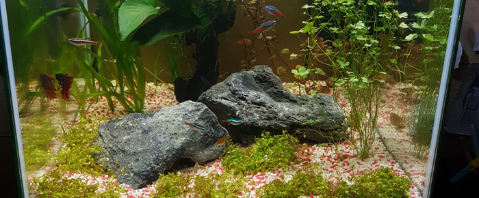 aquarium 60l , de Myrtille