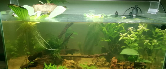 aquarium 60l , de noewiech