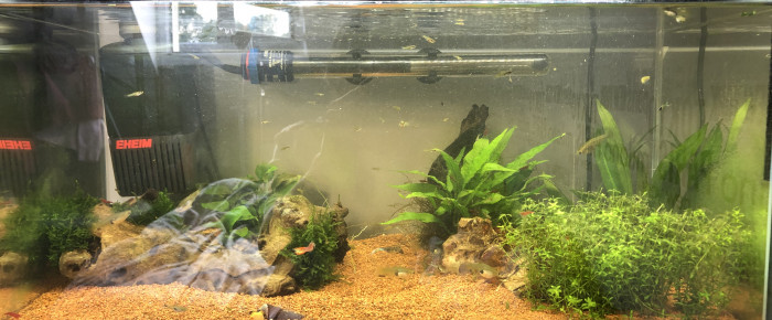 aquarium 60L , de mathis-kozera