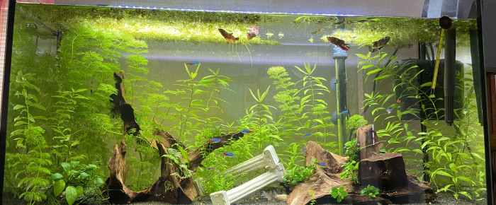 aquarium Mon 100L , de mln_trl