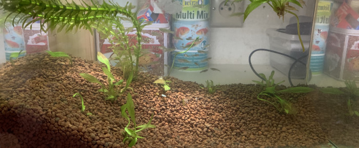 aquarium Gambu , de aclait
