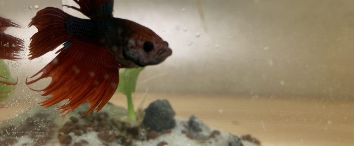 aquarium Betta splendece crowntail , de aclait