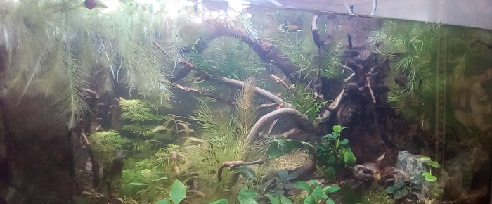 aquarium killies s roots , de laurent-galichet