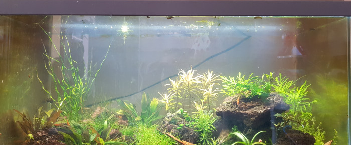 aquarium La grotte , de lucie-garbin