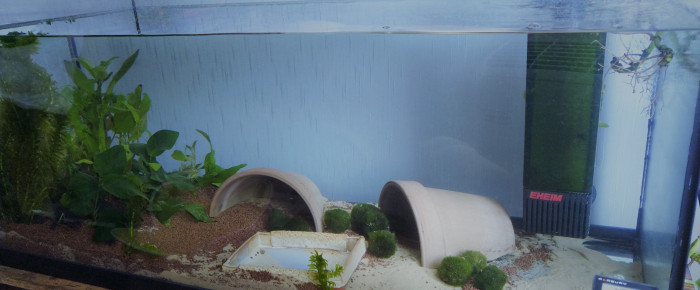 aquarium Cuve 3 axos juvéniles , de IzaLh