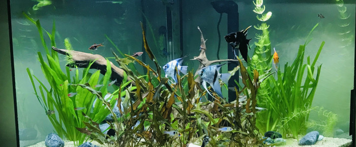 aquarium Bentho1 , de BenTho
