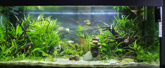 aquarium La Petite Amazonie , de sebastien-serroi