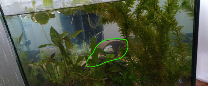 aquarium Ondulations et terre cuite , de IzaLh