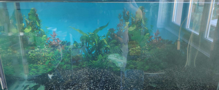 aquarium Bac de remise en service , de Atahualpa69470