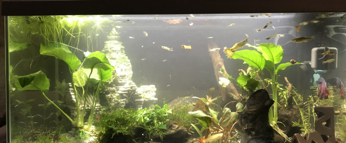 aquarium Inwa , de Sebsoul