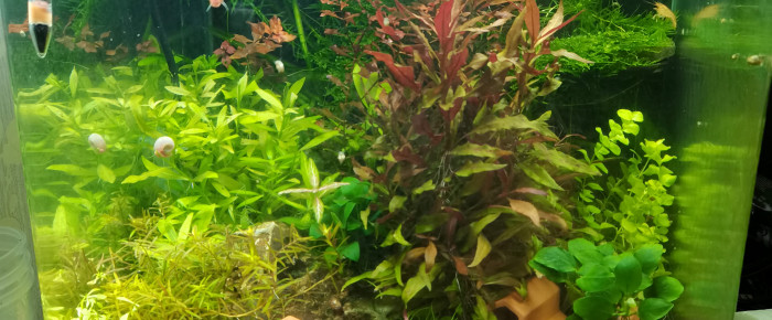 aquarium 60L CPO et Boraras , de Kaeris