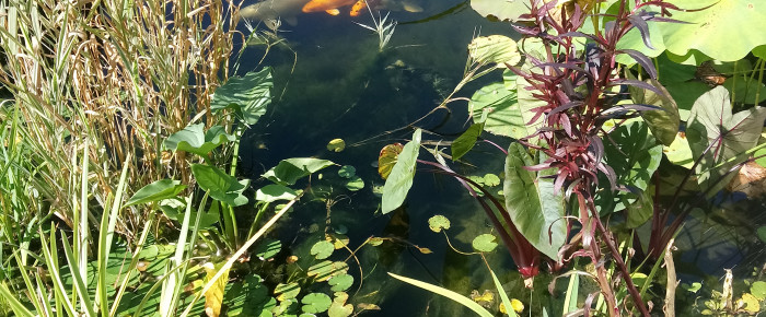 aquarium Bassin koi 15000litres , de Koifranchecomte