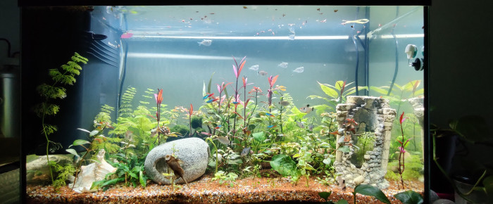 aquarium 120 L Sud américain , de Rheadies